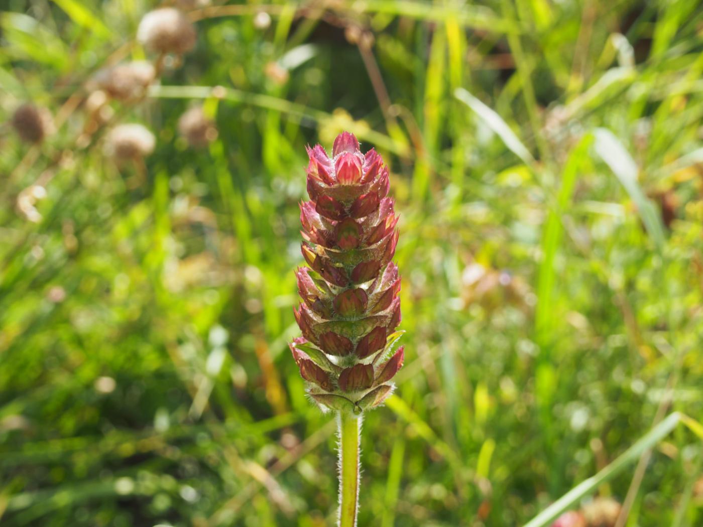 Self-Heal, Large fruit